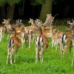 Wildpark Bad Orb Wildpark Bad Orb